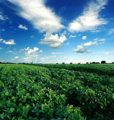 Sobre la &Eacute;poca de oro del campo...